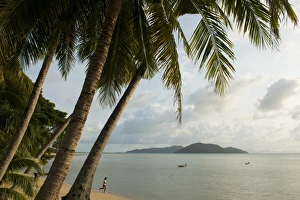 Surat Thani Prints: Palm trees, Thong Krut Beach, Ko Samui Island, Surat Thani, Thailand, Southeast Asia, Asia