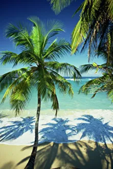 Palm Prints: Palm trees on tropical beach, Dominican Republic, West Indies, Caribbean, Central America
