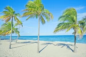 Images Dated 22nd November 2007: Palm trees on tropical beach, Fort Lauderdale, Florida, United States of America