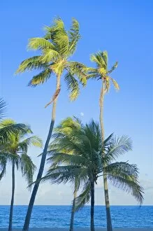 Images Dated 23rd November 2007: Palm trees on tropical beach, Fort Lauderdale, Florida, United States of America