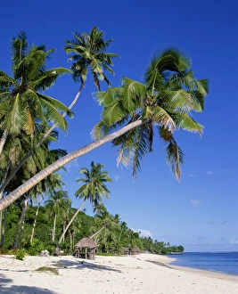 Western Samoa Prints: Palm trees and tropical beach at Lalamanu, near Vavau, Western Samoa, Pacific Islands