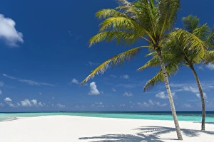 Inviting Prints: Palm trees and tropical beach, Maldives, Indian Ocean, Asia
