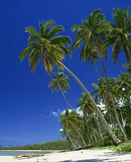 Viti Prints: Palm trees on a tropical island beach on the Viti Coral coast in Fiji, Pacific Islands