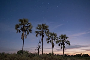 Delta Prints: Palm trees at twilight, Okavango Delta, Botswana, Africa