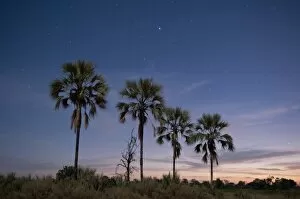 Images Dated 4th June 2009: Palm trees at twilight, Okavango Delta, Botswana, Africa