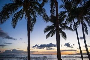 Palm trees on Waikiki Beach, Oahu, Hawaii, United States of America, Pacific