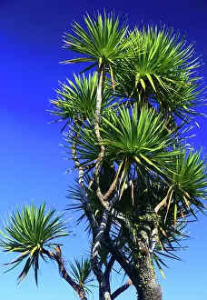 Zealand Prints: Palm trees, West Coast, South Island, New Zealand