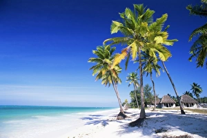 Jambiani Prints: Palm trees, white sandy beach and Indian Ocean, Jambiani, island of Zanzibar