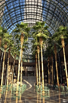 Atrium Prints: Palm trees in the Winter Garden atrium