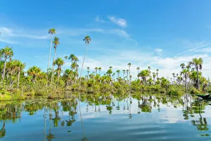 Lush Greenery Prints: Palm trees on Yacumama Lake, Puerto Maldonado