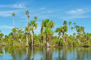 Serene Environment Prints: Palm trees on Yacumama Lake, Puerto Maldonado