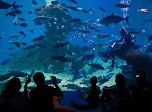 Images Dated 7th September 2009: Palma Aquarium interior with diver feeding fish and sharks, Playa de Palma