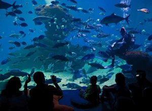 Palma Aquarium interior with diver feeding fish and sharks, Playa de Palma Palma Aquarium interior with diver feeding fish and sharks, Playa de Palma