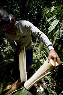 Images Dated 8th September 2009: Palmito (heart of palm), Amazon, Ecuador, South America