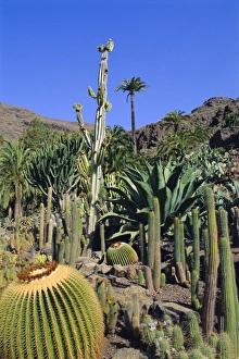 Waste Land Prints: Palmitos Park near Maspalomas