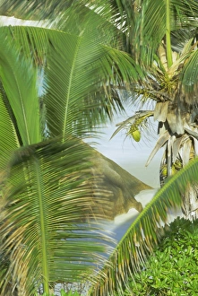 Coco Nut Prints: Palms, coconuts and rock