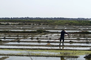 Bretagne Prints: A paludier rakes natural sea salt with a las