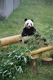 Panda Prints: Panda in Chongquing City Zoo, Chongquing City, Chongquing, China, Asia