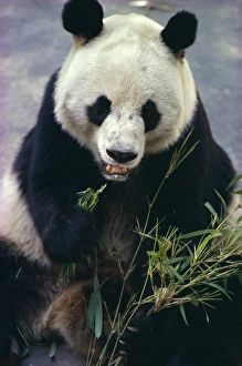 Eating Prints: Panda eating bamboo