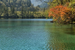 Sichuan Province Prints: Panda Lake, Jiuzhaigou National Park, UNESCO World Heritage Site, Sichuan Province
