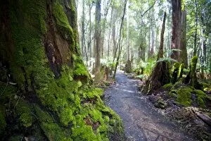 Images Dated 27th October 2008: Pandani Grove Nature Trail, Mount Field National Park, Tasmania, Australia, Pacific