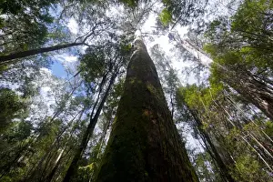 Tasmania Prints: Pandani Grove Nature Trail, Mount Field National Park, Tasmania, Australia, Pacific
