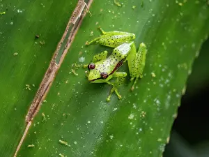 Reptile Prints: Pandanus frog, Guibemantis pulcher