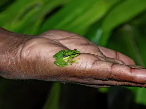 Ecosystems Prints: Pandanus frog Guibemantis pulcher resting on a hand during a night observation in Madagascar's rainforest