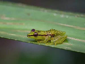 Reptile Prints: Pandanus frog rests on leaf at night in Madagascar rainforest