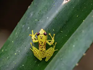 Reptile Prints: Pandanus frog sits on a green leaf, observed during nighttime in Madagascar