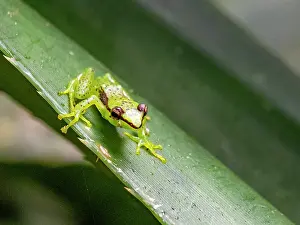 Small Prints: Pandanus frog sits on a leaf at night in Madagascar during a rainforest exploration