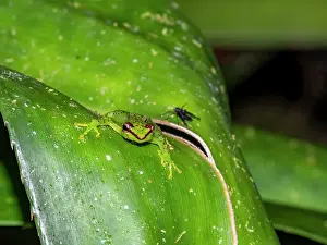 Reptile Prints: Pandanus frog spotted during night in rainforest of Madagascar
