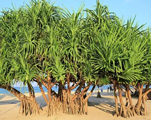 Roots Prints: Pandanus palm trees growing on sandy beach, Nilavelli Trincomalee, Sri Lanka, Asia