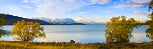 Panoramics Prints: Panorama of autumn trees at Lake Tekapo