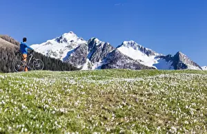 Wild Flower Prints: Panorama of cyclist with mountain bike framed by crocus in bloom, Albaredo Valley