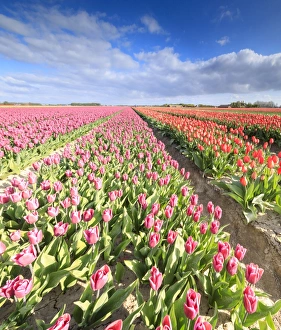 The Netherlands Prints: Panorama of multicolored tulips during spring bloom, Oude-Tonge, Goeree-Overflakkee