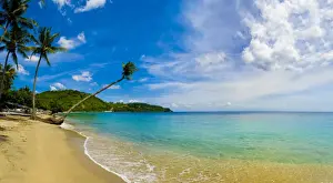 Sandy Beach Prints: Panorama of an overhanging palm tree at Nippah Beach on tropical Lombok Island