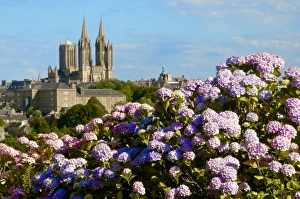 Panorama with pink and blue hydrangeas in the foreground and Notre Dame cathedral on the skyline of the town of Coutances, Cotentin, Normandy, France, Europe Panorama with pink and blue hydrangeas in the foreground and Notre Dame cathedral on the skyline of the town of Coutances, Cotentin, Normandy, France, Europe