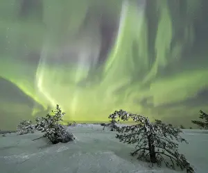 Lapland Region Prints: Panorama of snowy woods and frozen trees framed by Northern lights (Aurora Borealis) and stars