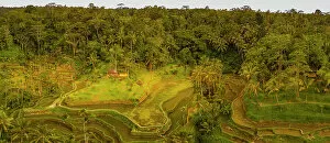 Terrace Collection: Panoramic aerial view of Tegallalang Rice Terrace, UNESCO World Heritage Site, Tegallalang