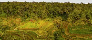 Terraces Prints: Panoramic aerial view of Tegallalang Rice Terrace
