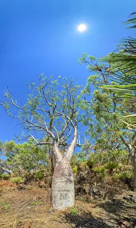 Remote Area Prints: Panoramic of a huge boab tree (Adansonia gregorii)