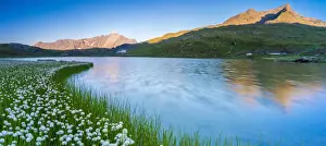 Mountain Pass Prints: Panoramic of Monte Gavia mirrored in Lago Bianco surrounded by cotton grass, Gavia Pass