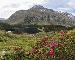 Graubunden Prints: Panoramic of rhododendrons and Lake Cavloc, Maloja Pass, Bregaglia Valley, Engadine