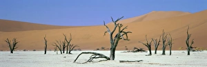 Dead Tree Prints: Panoramic view of sand dunes and dead trees