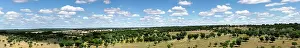Digital Prints: A panoramic view of the serene landscape of rolling hills dotted with oak trees