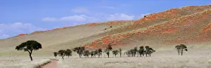 Namib Rand Prints: Panoramic view showing trees and grass-covered orange sand dunes