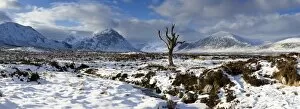 Panoramic view over snow-covered Rannoch Moor towards distant mountains with dead tree bathed in winter light, Highland