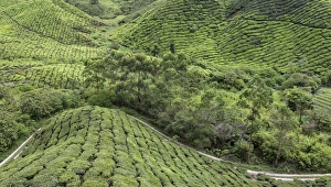 Malaysian Prints: Panoramic view of the tea plantations in the Cameron Highlands, Malaysia, Southeast Asia