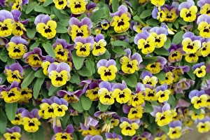 Generic Location Prints: Pansies, Denmark, Scandinavia, Europe